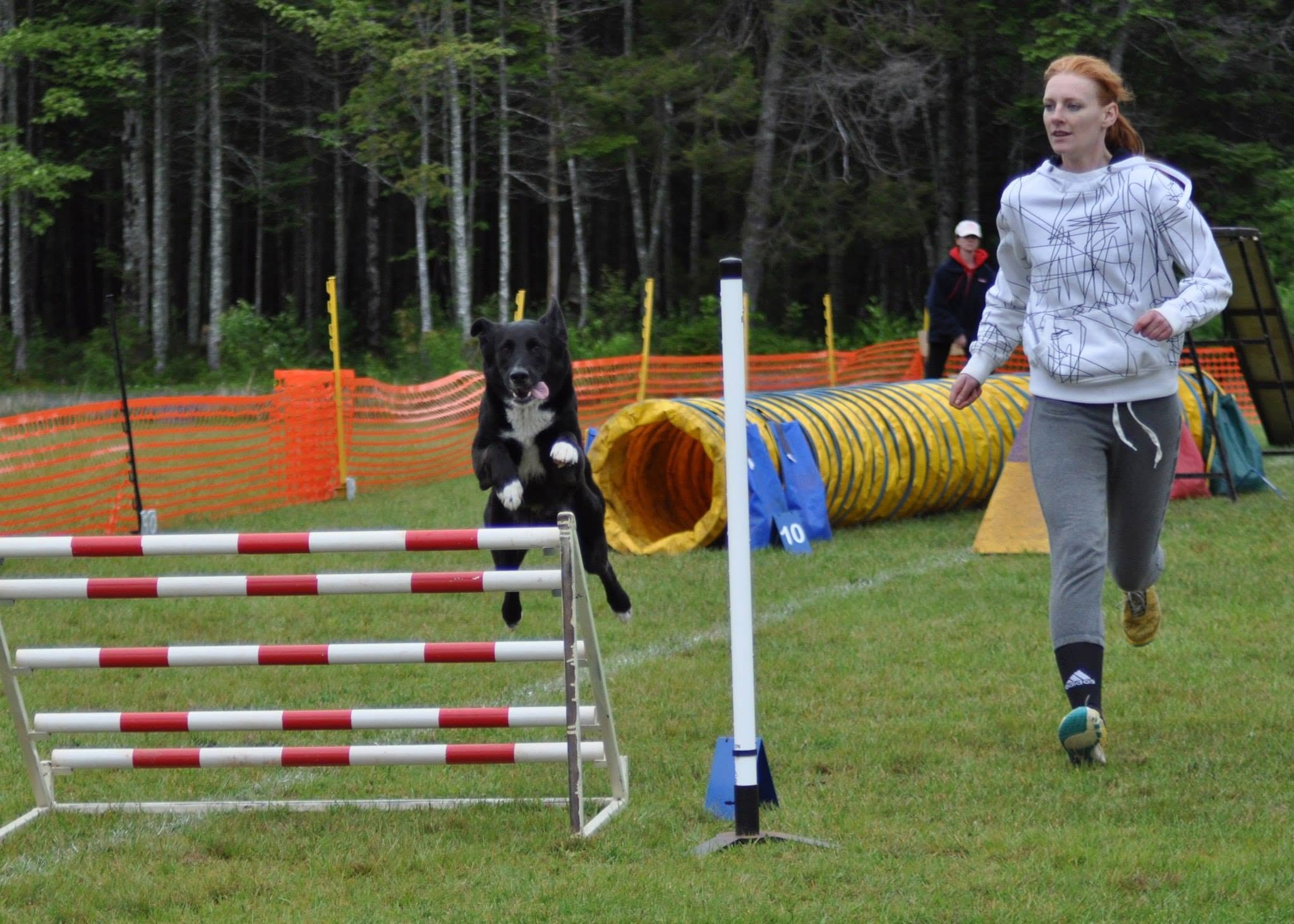 Dog agility in action