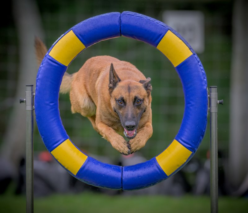 Agility training