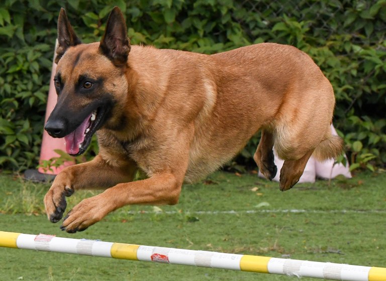 Agility fun match